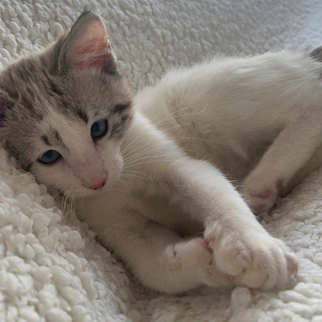 Toby a rejoint le concours — aidez-le/la à gagner de superbes lots ! abyssinian, angora, animal, bed, bedroom, blanket, canine, cat, couch, furniture, homedecor, indoors, kitten, linen, manx, pet, quilt, room, siamese, white