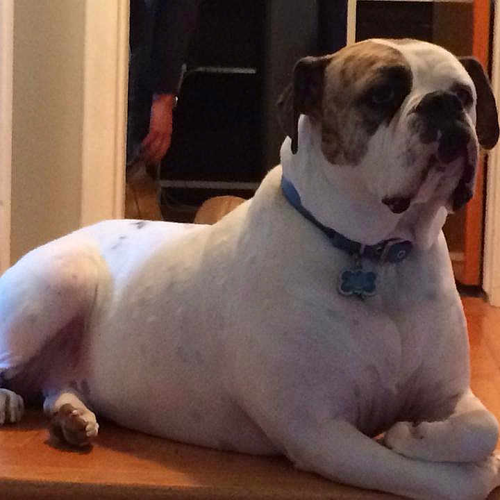 Kc joined the competition — help win amazing prizes! american_bulldog, australian_bulldog, bulldog, canidae, carnivore, companion_dog, dog, dog_breed, dorset_olde_tyme_bulldogge, mammal, molosser, non_sporting_group, old_english_bulldog, olde_english_bulldogge, rare_breed_dog, snout, toy_bulldog, valley_bulldog, vertebrate, white_english_bulldog