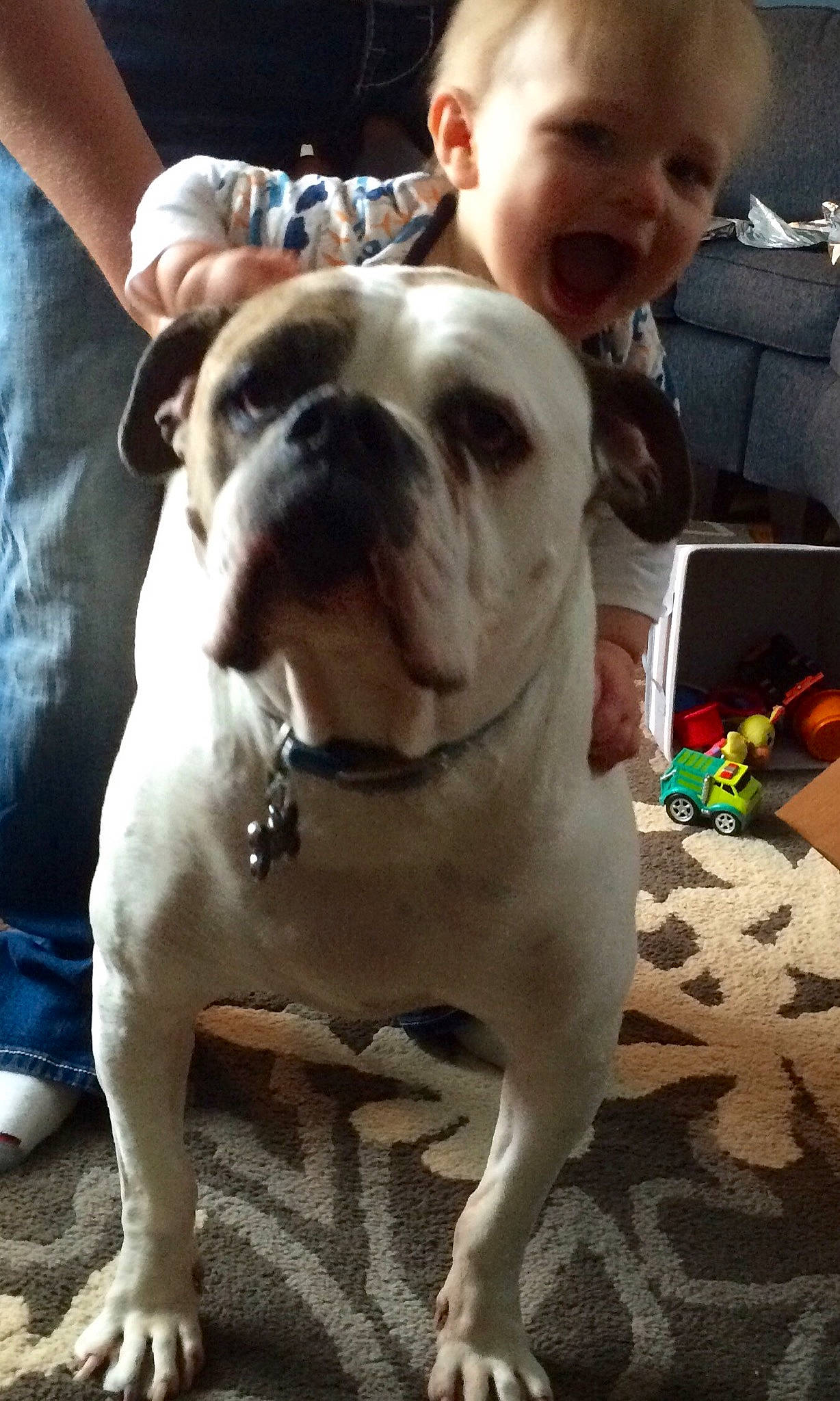 Kc is registered to the contest to win money with this photo: american_bulldog, australian_bulldog, bulldog, canidae, carnivore, companion_dog, dog, dog_breed, dorset_olde_tyme_bulldogge, mammal, molosser, non_sporting_group, old_english_bulldog, olde_english_bulldogge, person, puppy_love, snout, toy_bulldog, valley_bulldog, vertebrate