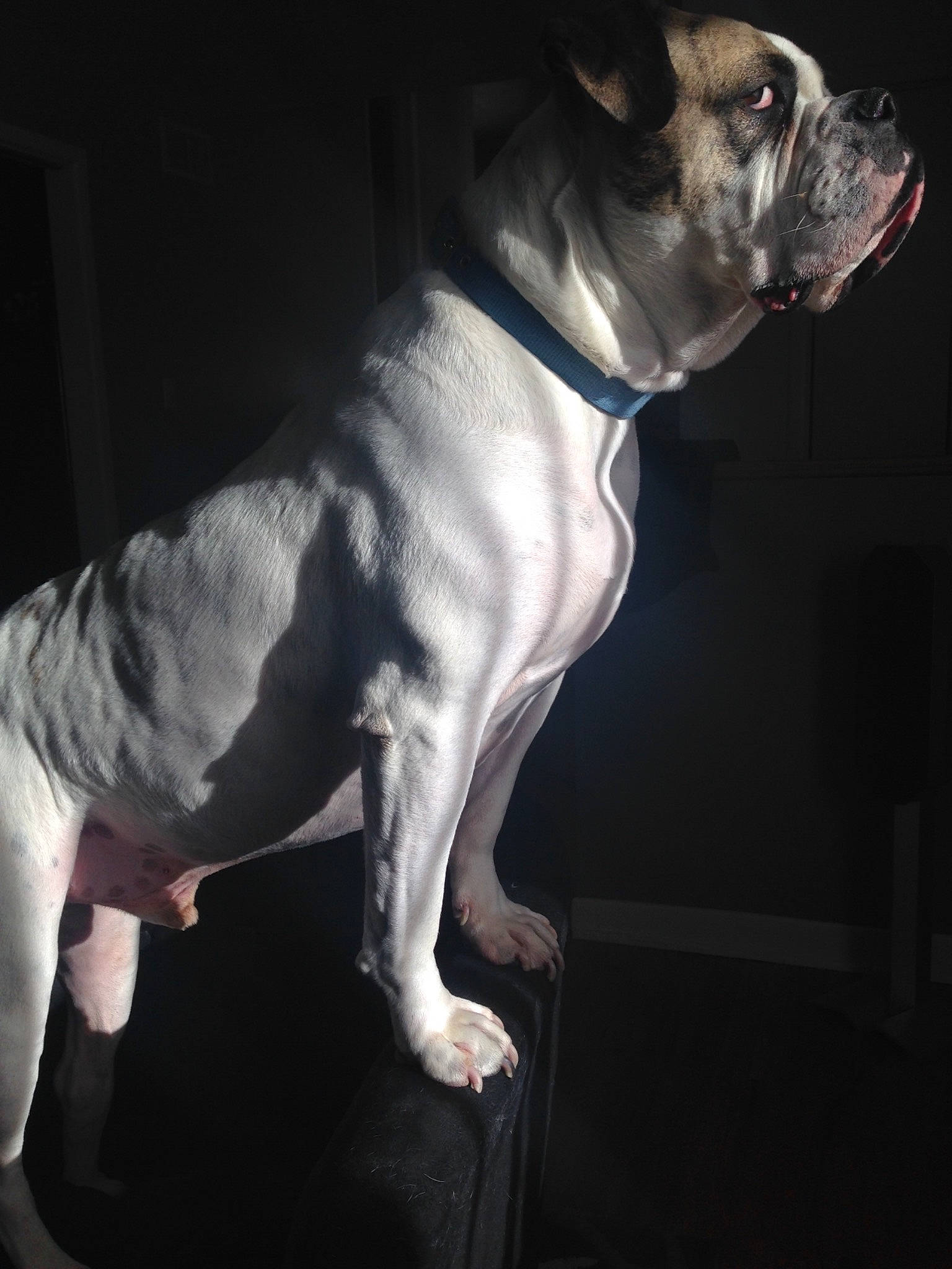 Kc joined the competition — help win amazing prizes! american_bulldog, american_pit_bull_terrier, american_staffordshire_terrier, bull_and_terrier, canidae, carnivore, companion_dog, dog, dog_breed, fawn, french_bulldog, mammal, non_sporting_group, pit_bull, snout, valley_bulldog, vertebrate