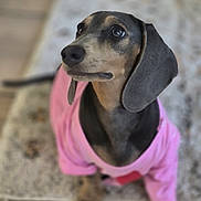 Satie participe au concours pour gagner de l'argent avec cette photo : animal, black, brown, canine, carpet, cute, dachshund, dog, domestic_animal, ears, expression, fur, indoor, looking_up, pet, pink_shirt, portrait, short_hair, sitting, small_dog