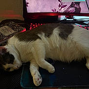 Luna joined the competition — help win amazing prizes! cat, desk, notebook, keyboard, computer_monitor, mousepad, indoor, pet, feline, white_and_gray_cat, relaxed, sleepy, electronics, table, cord, home_office, paw, fur, resting, side_view