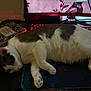cat, desk, notebook, keyboard, computer_monitor, mousepad, indoor, pet, feline, white_and_gray_cat, relaxed, sleepy, electronics, table, cord, home_office, paw, fur, resting, side_view
