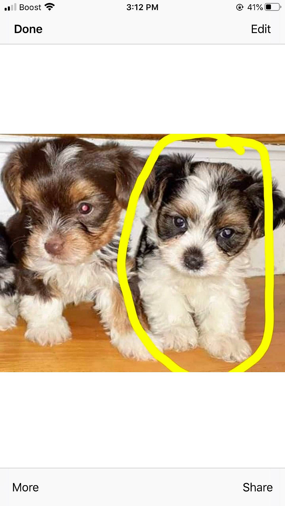 Zoey is registered to the contest to win money with this photo: biewer_terrier, bolonka, canidae, carnivore, companion_dog, dog, dog_breed, havanese, kyi_leo, mal_shi, maltepoo, maltese, mammal, morkie, puppy, shih_tzu, toy_dog, vertebrate, yorkipoo, yorkshire_terrier