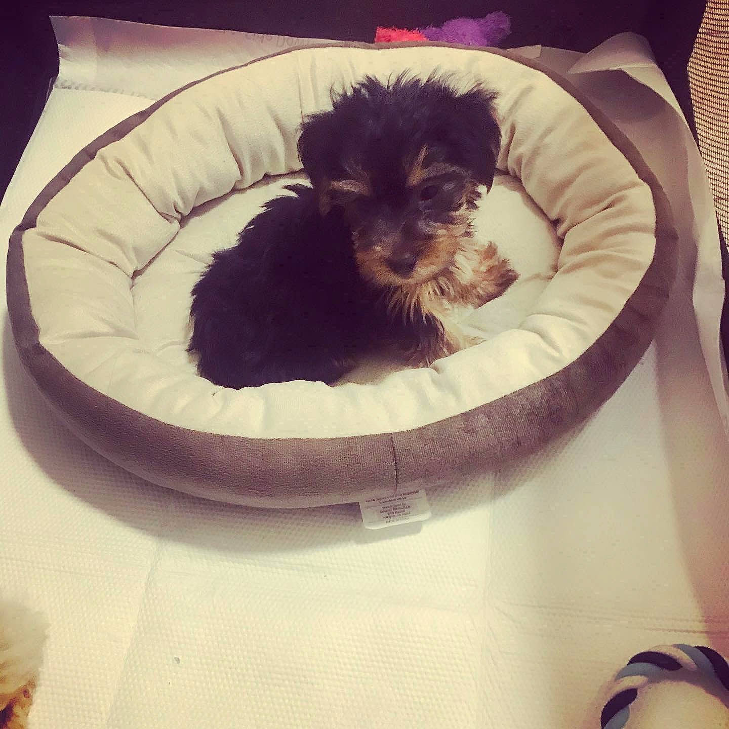 Brodie joined the competition — help win amazing prizes! canidae, carnivore, cavapoo, cockapoo, companion_dog, dog, dog_bed, dog_breed, maltepoo, maltese, mammal, morkie, puppy, schnoodle, shih_poo, shih_tzu, terrier, toy_dog, yorkipoo, yorkshire_terrier