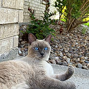 Sheba is registered to the contest to win money with this photo: animal, blue_eyes, brick_wall, bush, cat, close_up, concrete, daylight, feline, fur, greenery, lying_down, nature, outdoor, pet, porch, relaxed, rocks, siamese_cat, whiskers