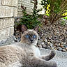 animal, blue_eyes, brick_wall, bush, cat, close_up, concrete, daylight, feline, fur, greenery, lying_down, nature, outdoor, pet, porch, relaxed, rocks, siamese_cat, whiskers