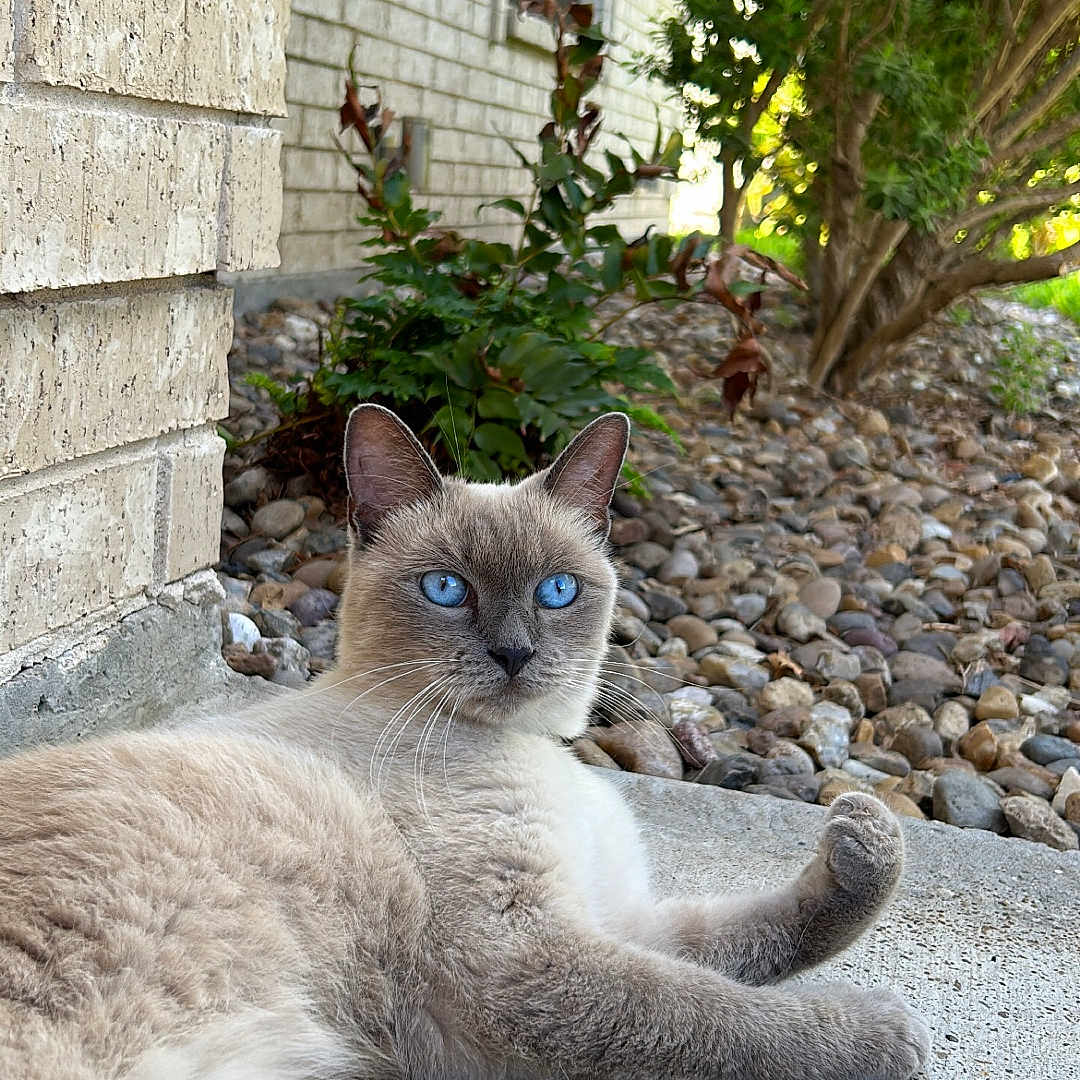 Sheba