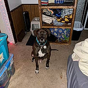 Maxx is registered to the contest to win money with this photo: animal, bed, blanket, brown_dog, carpet, collar, curious, dog, flash, heater, indoor, pet, shelving_unit, sitting, storage_bins, towels, trash_can, wall, white_markings, wood_paneling