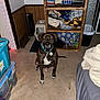 animal, bed, blanket, brown_dog, carpet, collar, curious, dog, flash, heater, indoor, pet, shelving_unit, sitting, storage_bins, towels, trash_can, wall, white_markings, wood_paneling