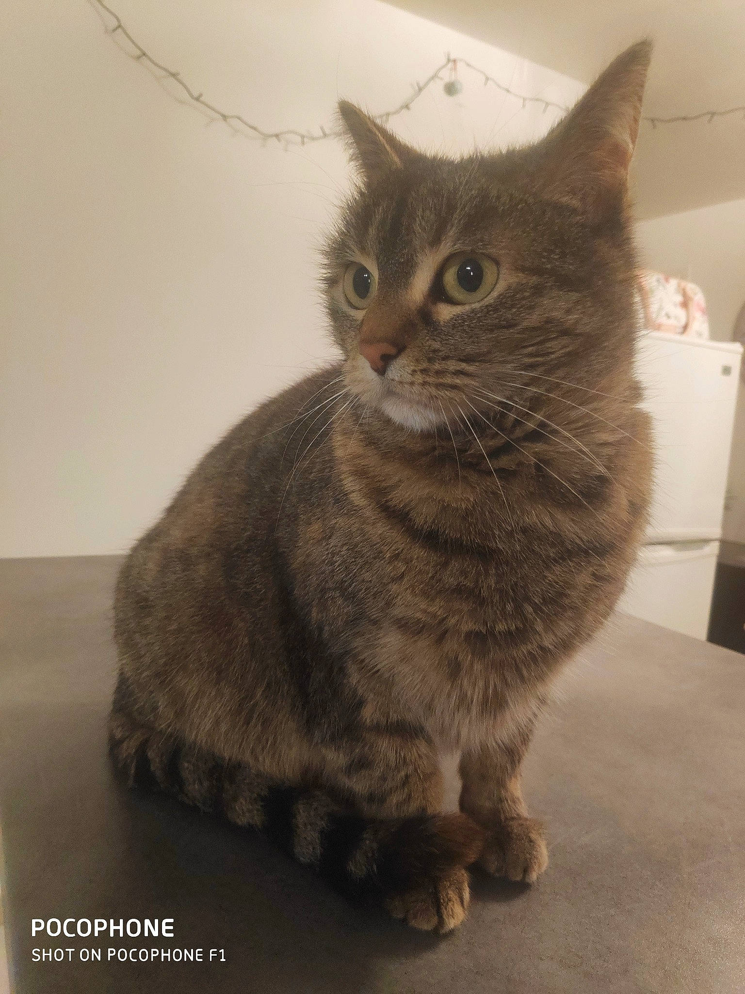 Louna participe au concours pour gagner de l'argent avec cette photo : aegean_cat, asian, asian_semi_longhair, australian_mist, british_semi_longhair, british_shorthair, carnivore, cat, domestic_short_haired_cat, european_shorthair, fawn, felidae, german_rex, mammal, nebelung, small_to_medium_sized_cats, snout, tabby_cat, vertebrate, whiskers