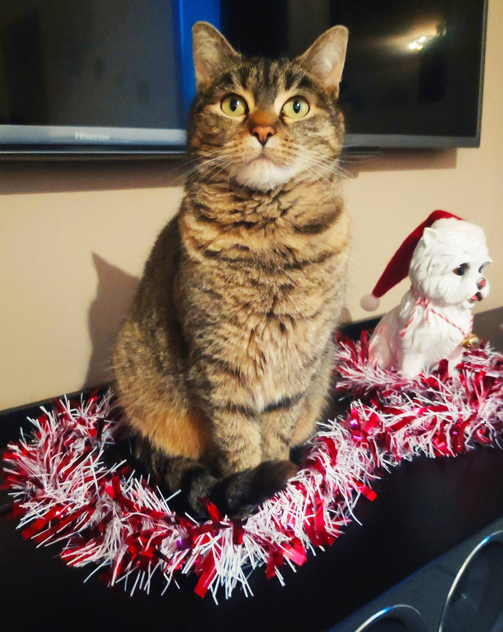 Louna a rejoint le concours — aidez-le/la à gagner de superbes lots ! american_bobtail, american_shorthair, american_wirehair, asian, australian_mist, british_semi_longhair, california_spangled, carnivore, cat, christmas, domestic_short_haired_cat, dragon_li, european_shorthair, felidae, fur, kitten, pixie_bob, small_to_medium_sized_cats, tabby_cat, whiskers