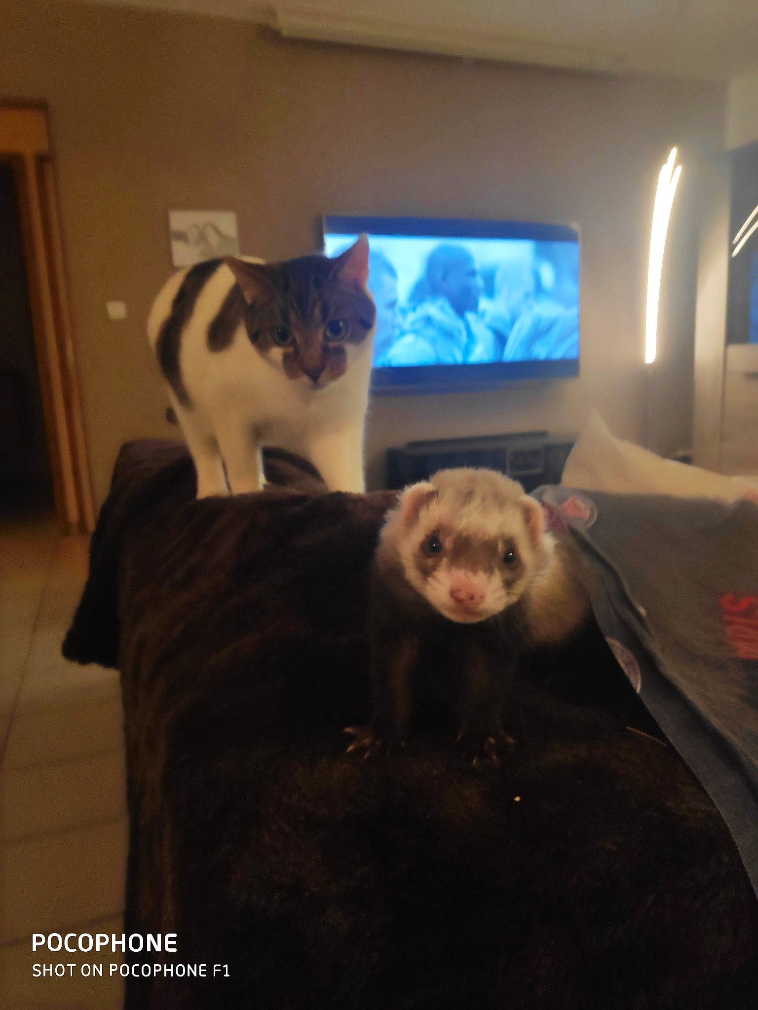 Pandi Panda participe au concours pour gagner de l'argent avec cette photo : carnivore, ferret, fur, mustelidae, photography, room, selfie, whiskers