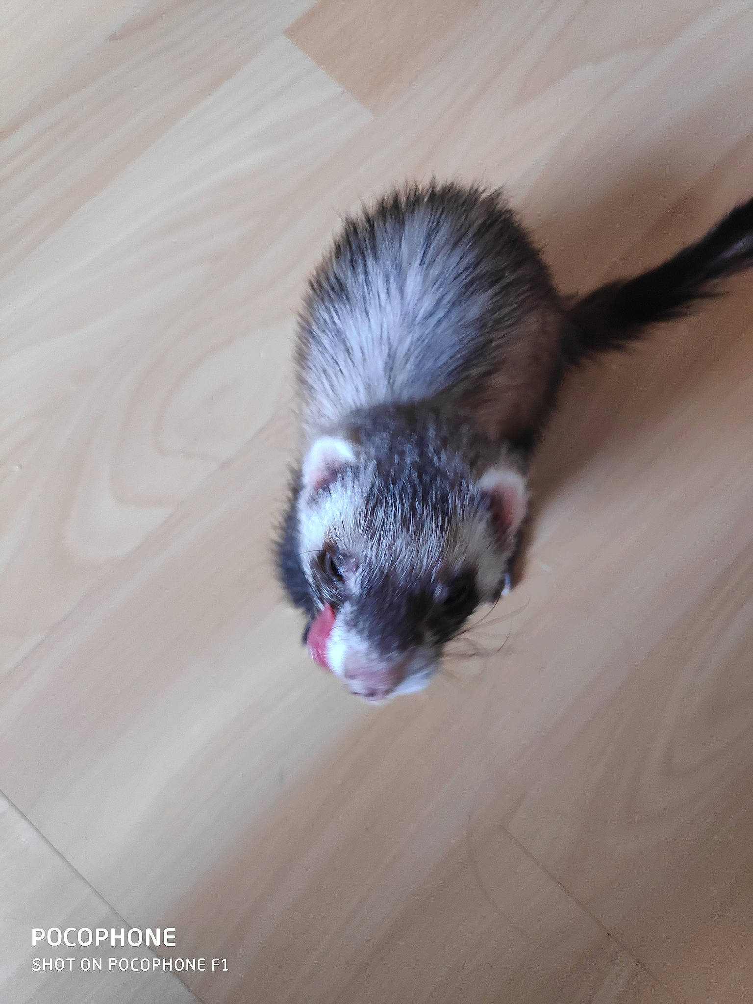 Pandi Panda a rejoint le concours — aidez-le/la à gagner de superbes lots ! carnivore, ear, ferret, fur, mammal, marsupial, mustelidae, mustelinae, polecat, rodent, skin, tail, vertebrate, whiskers, wildlife