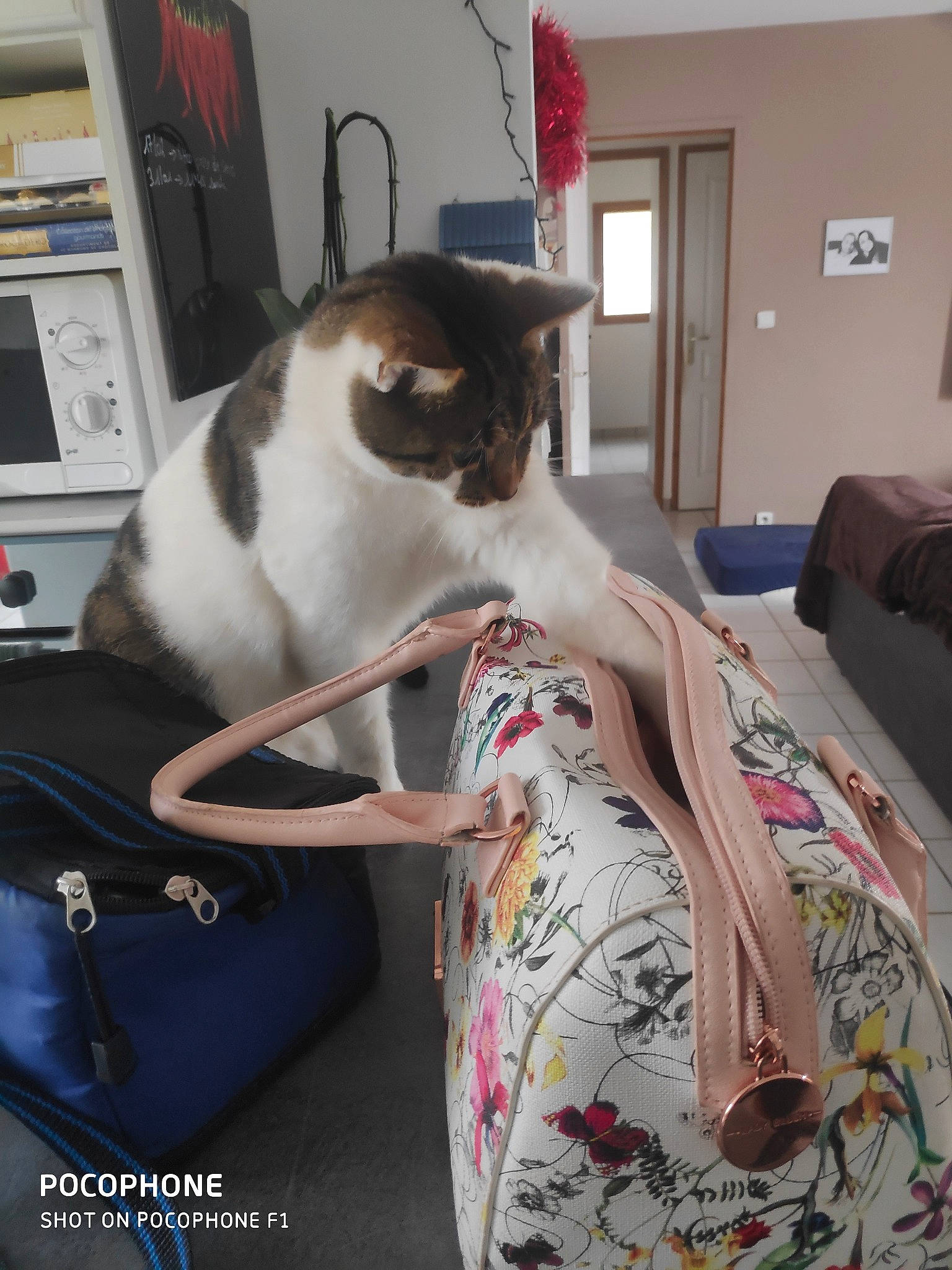 Bb Grand participe au concours pour gagner de l'argent avec cette photo : carnivore, cat, felidae, furniture, kitten, room, small_to_medium_sized_cats, tail, whiskers