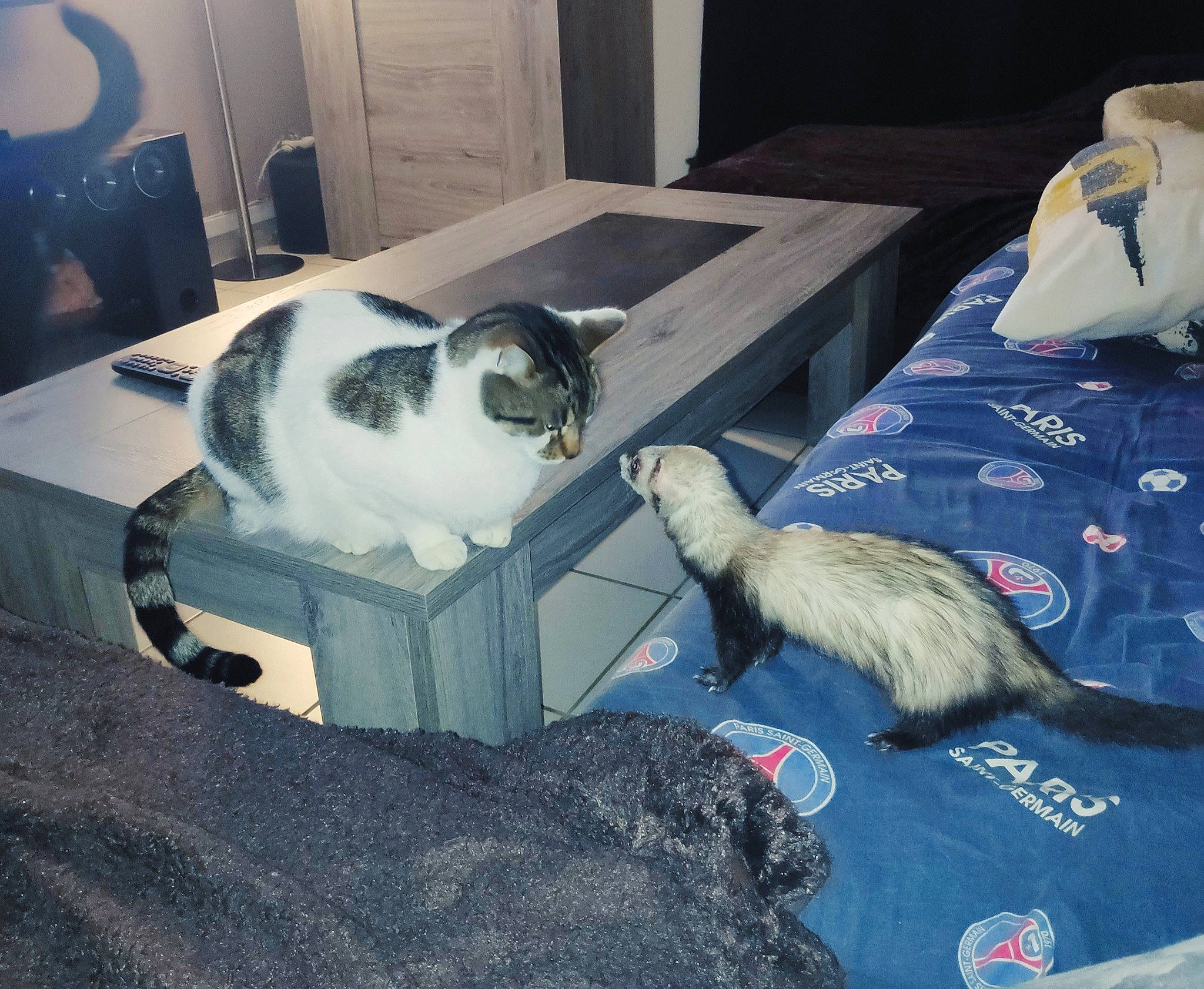 Bb Grand participe au concours pour gagner de l'argent avec cette photo : carnivore, cat, domestic_short_haired_cat, european_shorthair, felidae, kitten, room, small_to_medium_sized_cats, tail, whiskers