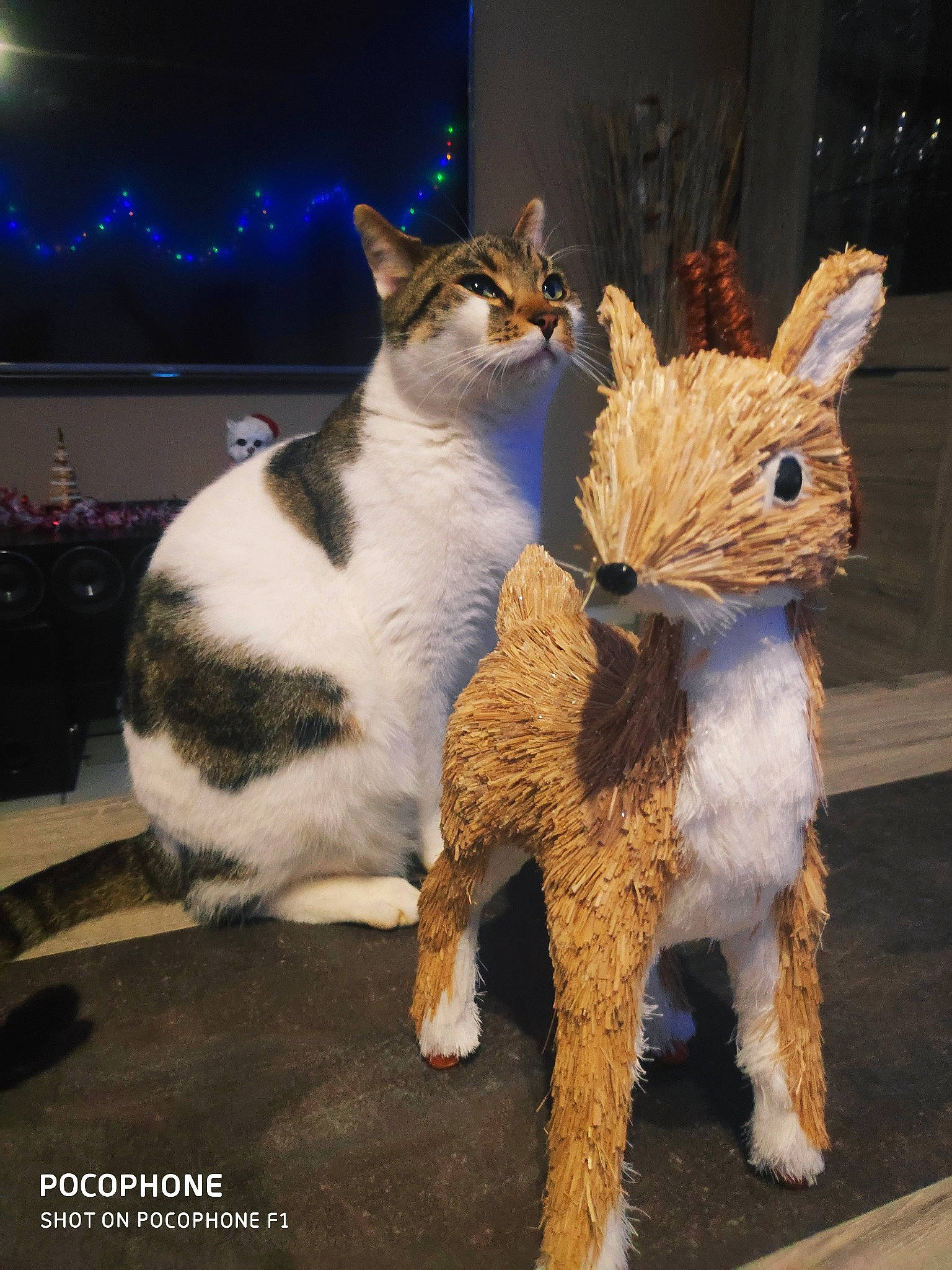 Bb Grand a rejoint le concours — aidez-le/la à gagner de superbes lots ! cat, domestic_rabbit, fawn, felidae, fur, german_rex, hare, paw, rabbit, rabbits_and_hares, small_to_medium_sized_cats, tail, whiskers