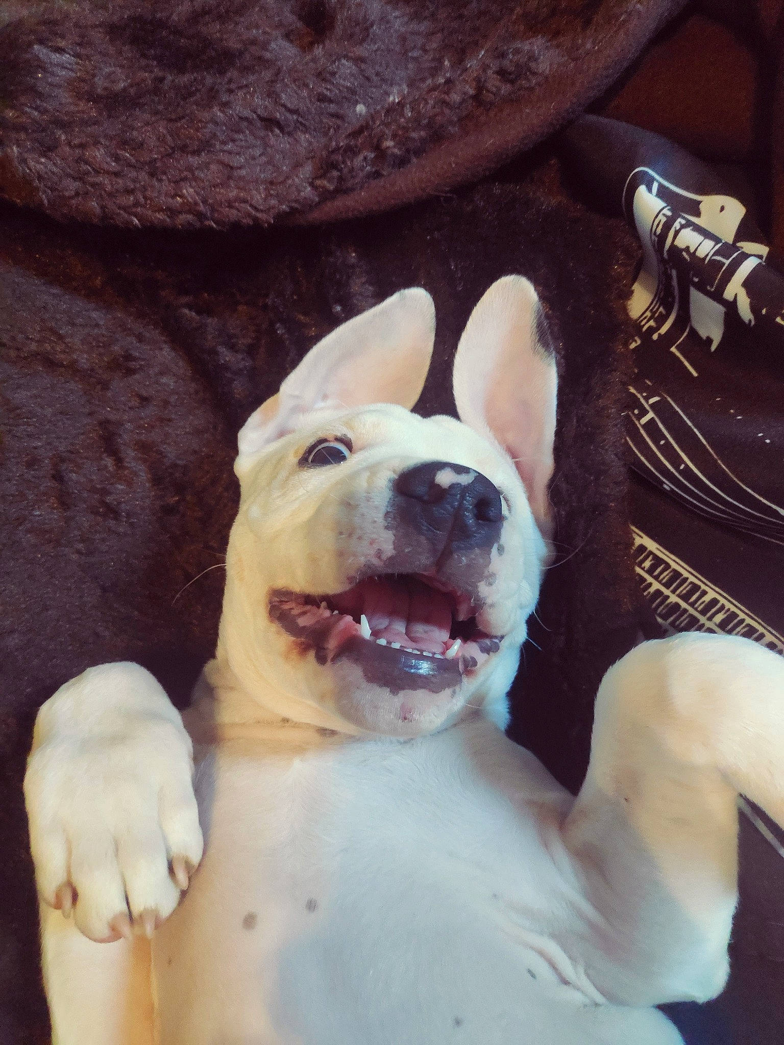 Snow participe au concours pour gagner de l'argent avec cette photo : canidae, carnivore, collar, companion_dog, dog, dog_breed, dog_collar, fawn, fur, guard_dog, jaw, leash, paw, puppy_love, snout, sporting_group, tail, trunk, whiskers, working_animal