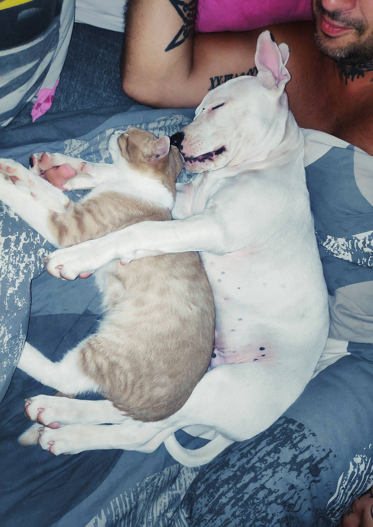 Snow a rejoint le concours — aidez-le/la à gagner de superbes lots ! abdomen, beard, carnivore, cat, chest, comfort, companion_dog, dog_breed, fawn, felidae, human_leg, lap, mammal, small_to_medium_sized_cats, snout, sporting_group, thigh, trunk, vertebrate, white