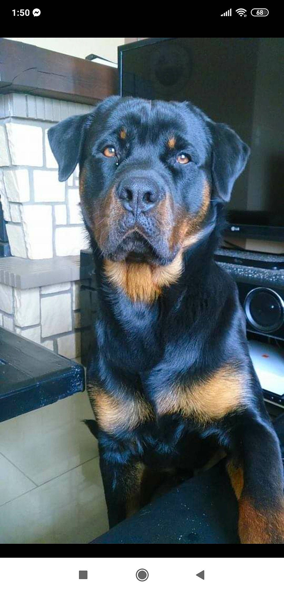 Tyson participe au concours pour gagner de l'argent avec cette photo : carnivore, collar, companion_dog, computer_keyboard, cooktop, dog, dog_breed, electric_blue, fur, guard_dog, input_device, kitchen_appliance, kitchen_stove, pet_supply, rottweiler, snout, terrestrial_animal, whiskers, working_animal, working_dog