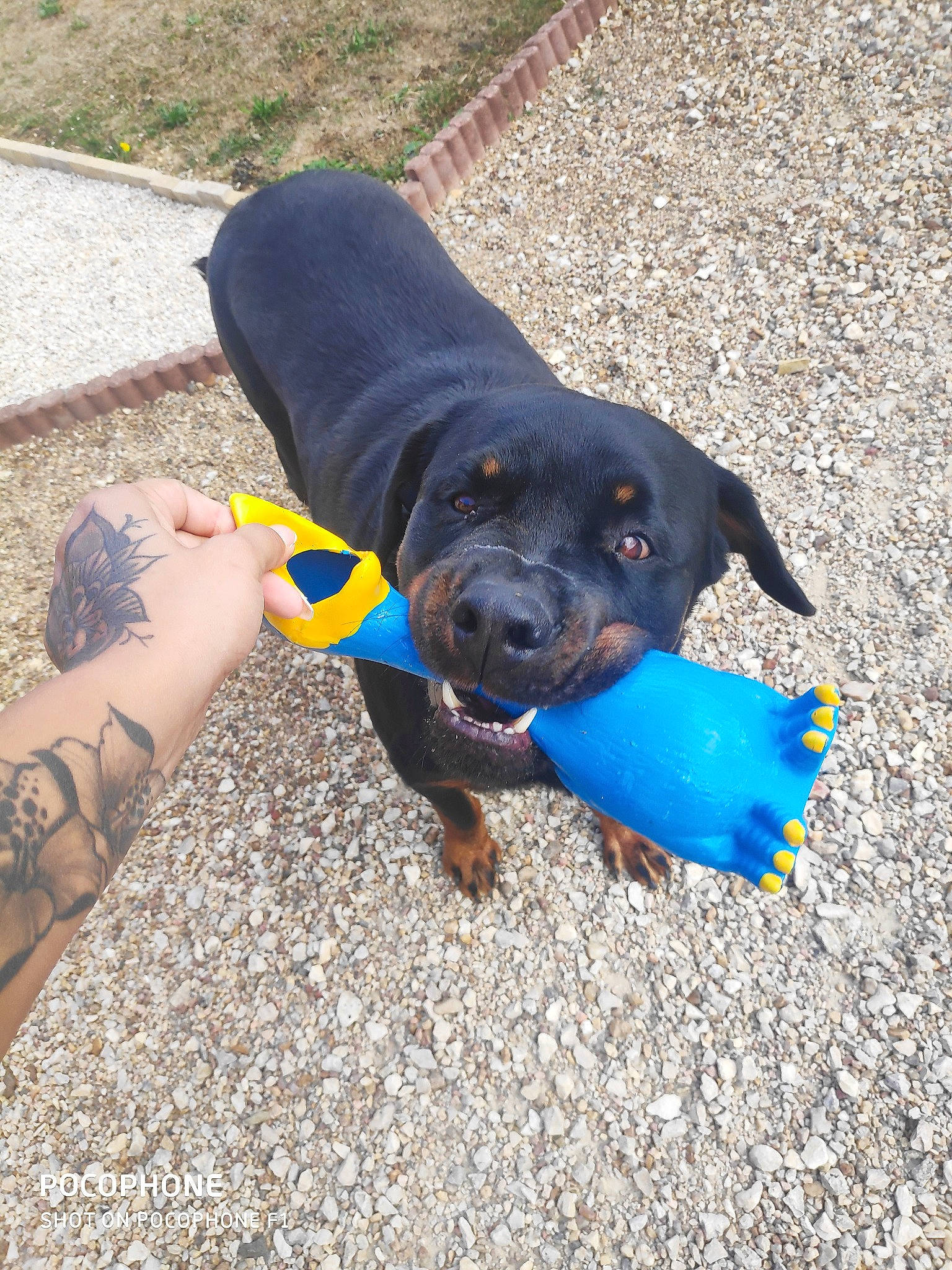 Tyson participe au concours pour gagner de l'argent avec cette photo : canidae, carnivore, dog, dog_breed, fawn, guard_dog, hunting_dog, mammal, puppy, rottweiler, sporting_group, vertebrate, working_dog