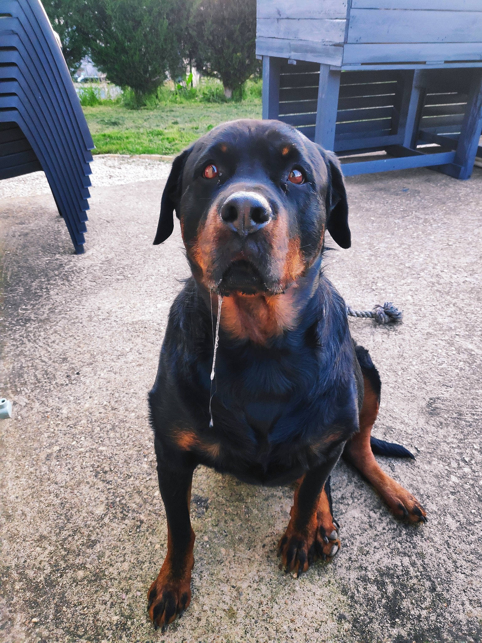 Tyson a rejoint le concours — aidez-le/la à gagner de superbes lots ! canidae, carnivore, collar, companion_dog, dog, dog_breed, fawn, grass, guard_dog, hound, montenegrin_mountain_hound, plant, road_surface, rottweiler, snout, sporting_group, terrestrial_animal, tree, working_animal, working_dog