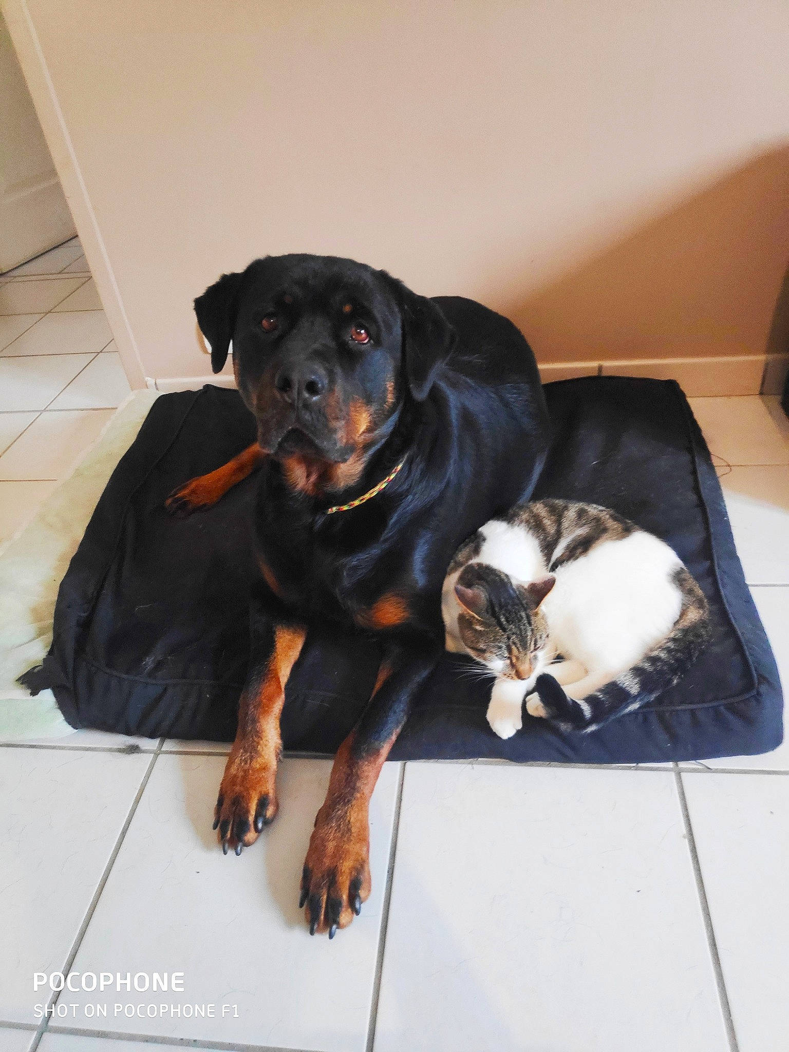 Tyson participe au concours pour gagner de l'argent avec cette photo : beauceron, canidae, carlin_pinscher, carnivore, companion_dog, dog, dog_breed, fawn, huntaway, mammal, molosser, puppy, rottweiler, smaland_hound, snout, sporting_group, vertebrate, working_dog
