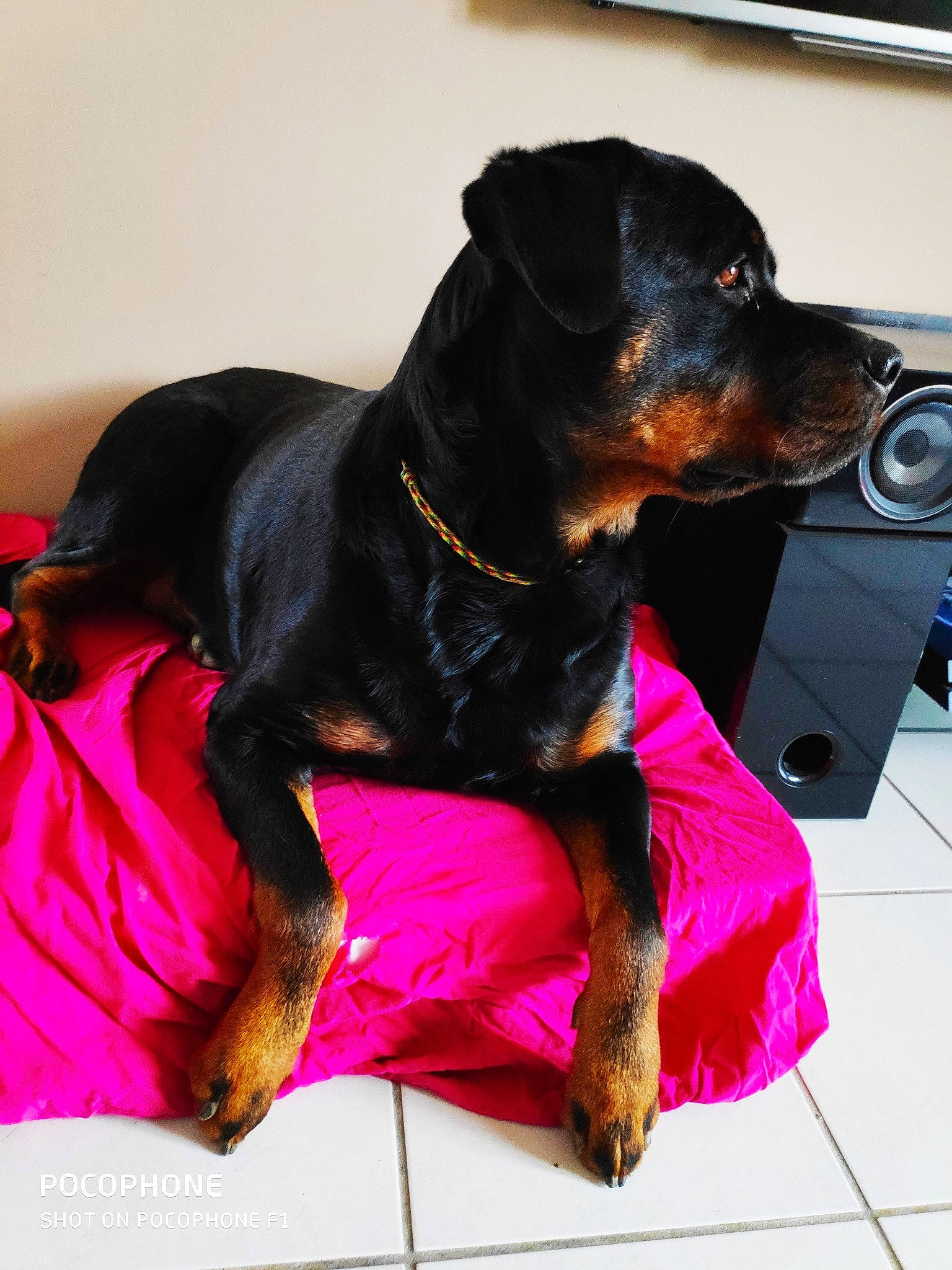 Tyson a rejoint le concours — aidez-le/la à gagner de superbes lots ! black_and_tan_terrier, canidae, carlin_pinscher, carnivore, companion_dog, dog, dog_breed, german_pinscher, guard_dog, jagdterrier, mammal, miniature_pinscher, pink, pinscher, puppy, rare_breed_dog, rottweiler, snout, sporting_group, vertebrate