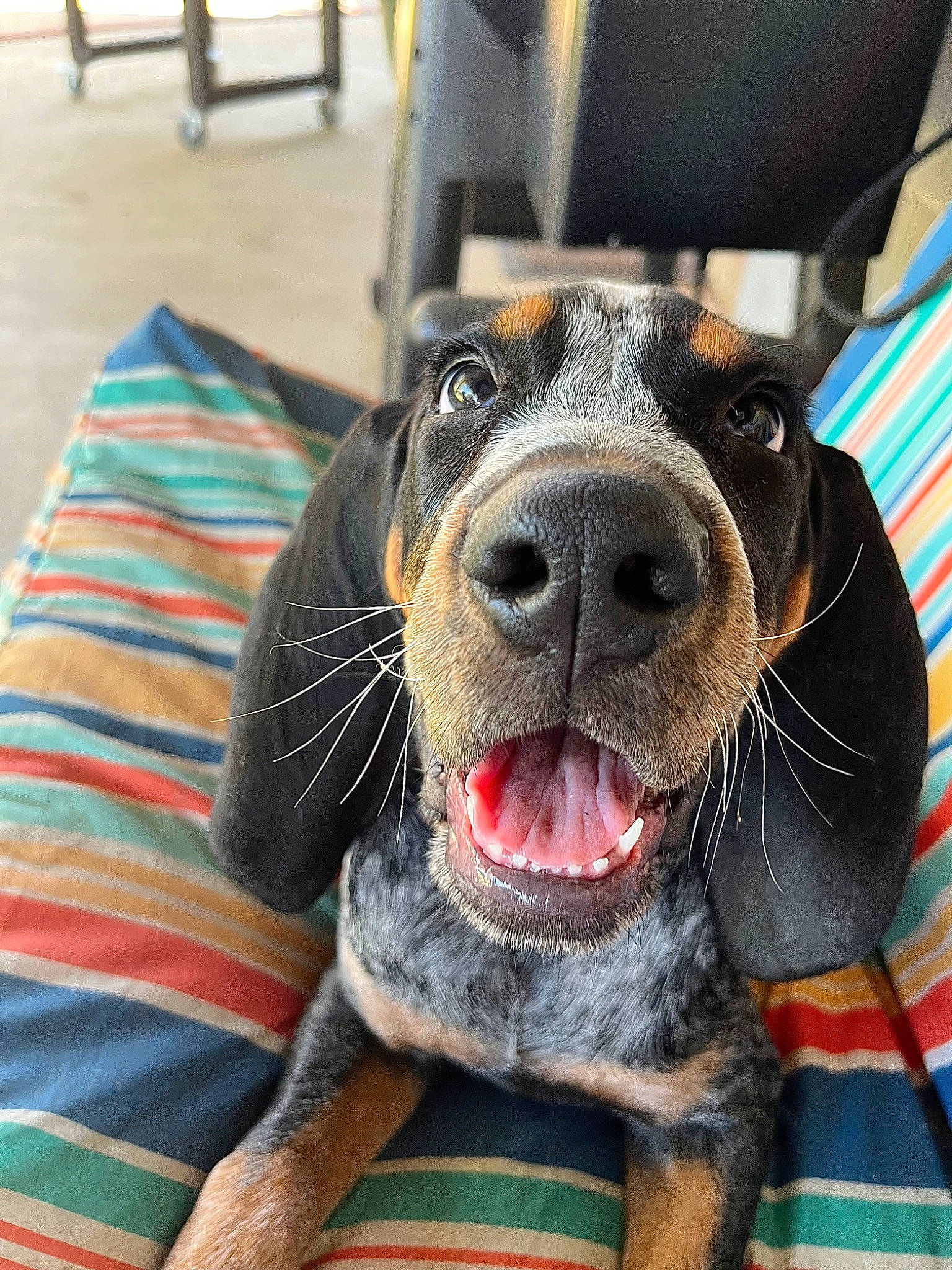 Dale joined the competition — help win amazing prizes! canidae, carnivore, collar, comfort, companion_dog, dog, dog_breed, dog_collar, dog_supply, fang, fur, guard_dog, liver, pattern, pet_supply, snout, sporting_group, whiskers, working_animal, working_dog