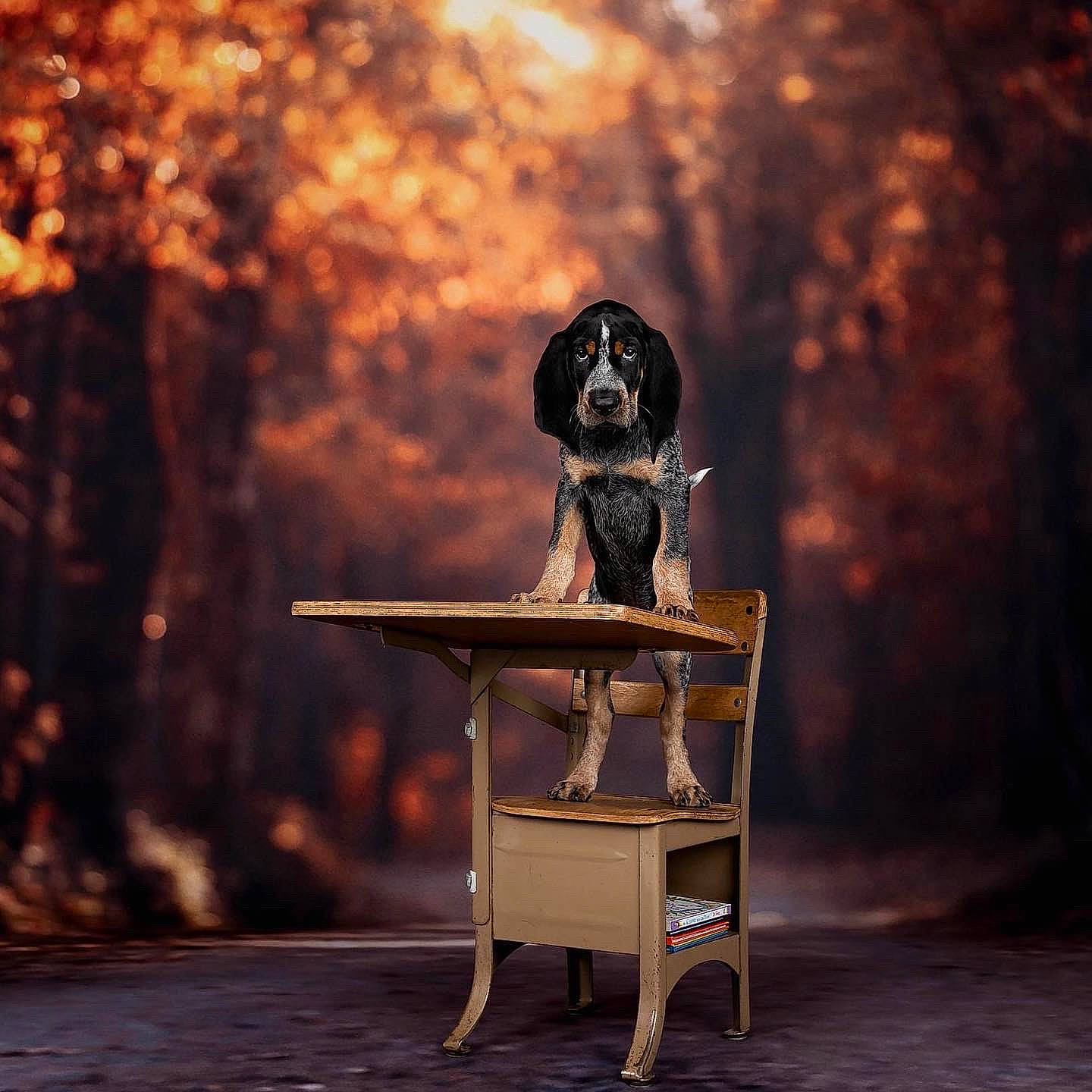 Dale is registered to the contest to win money with this photo: bench, carnivore, cloud, darkness, dog, evening, flash_photography, heat, leisure, metal, musician, performing_arts, pianist, sitting, still_life_photography, table, tints_and_shades, tree, visual_arts, wood