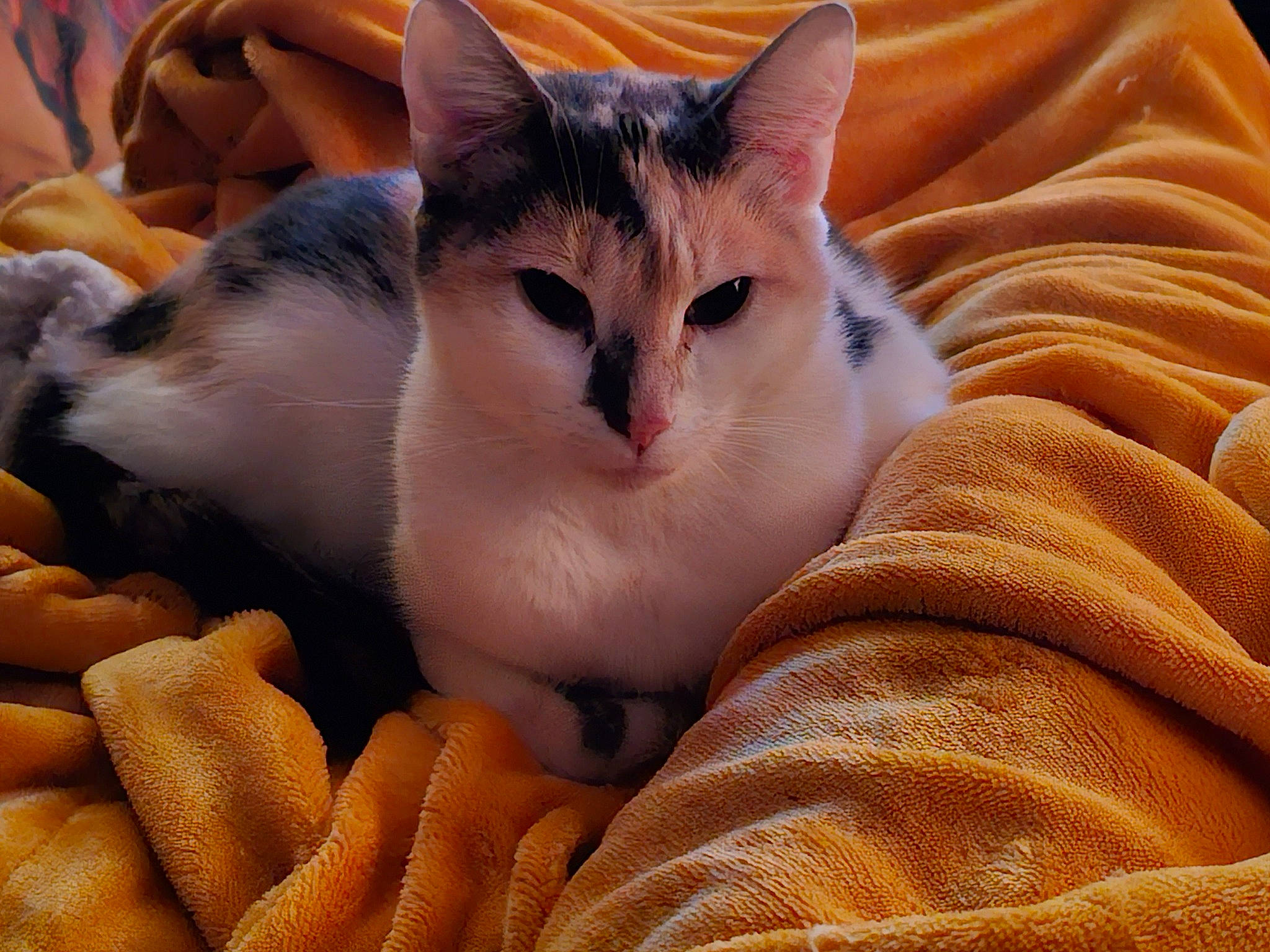 Patchy is registered to the contest to win money with this photo: carnivore, cat, comfort, domestic_short_haired_cat, fawn, felidae, fur, linens, nap, orange, paw, peach, small_to_medium_sized_cats, snout, whiskers