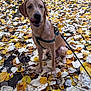 animal, autumn, brown_dog, canine, cute, daylight, dog, fall, forest_floor, fur, leaf_litter, leash, leaves, nature, outdoor, pet, playful, season, sitting, tongue