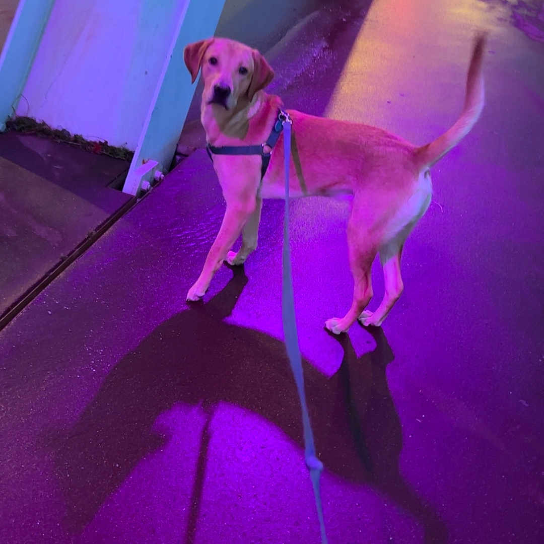 Aykoo participe au concours pour gagner de l'argent avec cette photo : animal, canine, city, colorful_lighting, curious, dog, evening, harness, leash, night, outdoor, pavement, pet, purple_light, reflection, shadow, sidewalk, street, urban, walking