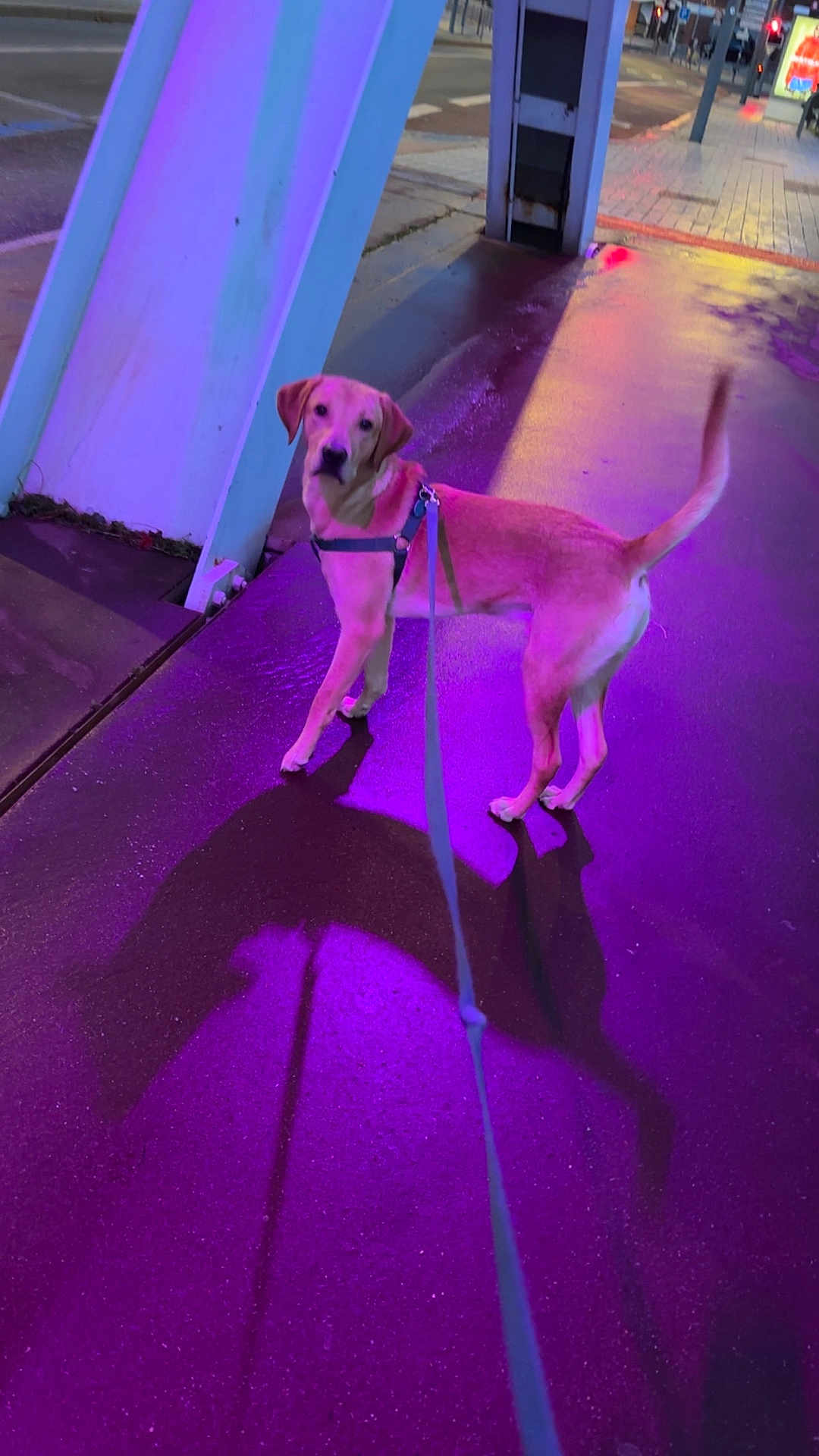 Aykoo participe au concours pour gagner de l'argent avec cette photo : animal, canine, city, colorful_lighting, curious, dog, evening, harness, leash, night, outdoor, pavement, pet, purple_light, reflection, shadow, sidewalk, street, urban, walking