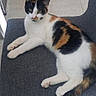 Pim'S a rejoint le concours — aidez-le/la à gagner de superbes lots ! animal, calico, cat, chair, curious, cute, domestic, ears, feline, floor, gray, indoor, looking, paw, pet, relaxed, resting, tail, tile, whiskers