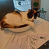 animal, bowl, calico_cat, cat, chair, cozy, document, domestic_animal, furniture, houseplant, indoor, kitchen, modern_interior, paper, pet, relaxation, resting, sleeping, table, white_table