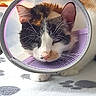 Pim'S a rejoint le concours — aidez-le/la à gagner de superbes lots ! animal, blanket, calico_cat, cat, closeup, companion, cone, cute, domestic_animal, feline, fur, indoor, paw, pet, protective_collar, relaxed, resting, sleepy, soft_texture, whiskers