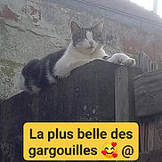 Dorito a rejoint le concours — aidez-le/la à gagner de superbes lots ! cat, animal, outdoor, wall, concrete, roof, daylight, relaxed, pet, feline, urban, rustic, texture, perched, squinting, closeup, nature, plant, flower, text_overlay