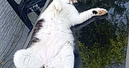 Dorito participe au concours pour gagner de l'argent avec cette photo : cat, animal, pet, relaxing, outdoor, table, glass_table, reflection, black_chair, potted_plant, sunlight, white_cat, tabby_cat, feline, resting, paw, tail, nature_reflection, patio, relaxation