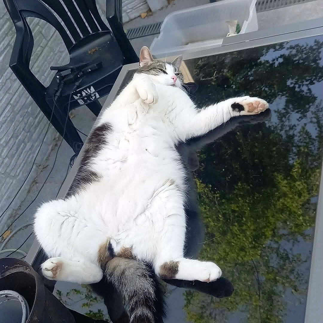 Dorito participe au concours pour gagner de l'argent avec cette photo : cat, animal, pet, relaxing, outdoor, table, glass_table, reflection, black_chair, potted_plant, sunlight, white_cat, tabby_cat, feline, resting, paw, tail, nature_reflection, patio, relaxation