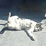 Dorito participe au concours pour gagner de l'argent avec cette photo : cat, animal, pet, relaxing, sunlight, floor, tile, shadow, outdoor, fur, white, gray, paw, whiskers, sleeping, resting, playful, cute, nature, sunny