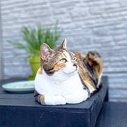 Paprika participe au concours pour gagner de l'argent avec cette photo : cat, calico_cat, animal, pet, table, outdoor, plant, potted_plant, brick_wall, black_table, resting, feline, domestic_cat, looking_away, side_view, relaxed, fur, whiskers, ears, green_eyes
