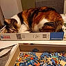 Paprika a rejoint le concours — aidez-le/la à gagner de superbes lots ! cat, calico_cat, puzzle, puzzle_pieces, box, table, indoor, sleeping, resting, feline, pet, animal, cozy, curled_up, brown, white, black, orange, close_up, quiet