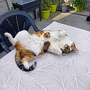 Paprika a rejoint le concours — aidez-le/la à gagner de superbes lots ! cat, calico, outdoor, table, chair, plants, potted_plants, relaxed, sunny, patio, fur, animal, pet, green, white, orange, black, pattern, leaf_pattern, plastic_chair