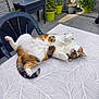 cat, calico, outdoor, table, chair, plants, potted_plants, relaxed, sunny, patio, fur, animal, pet, green, white, orange, black, pattern, leaf_pattern, plastic_chair