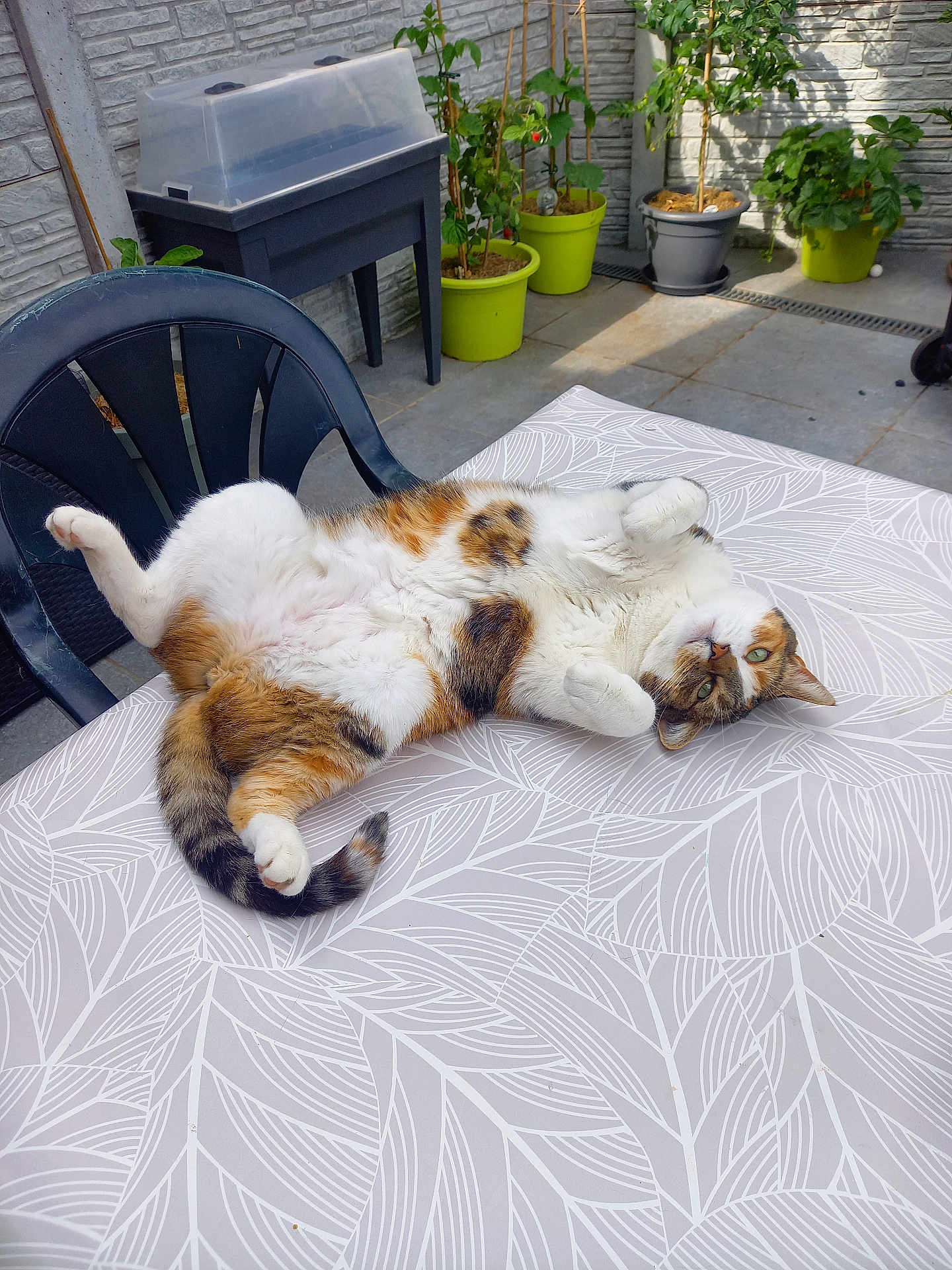 Paprika