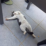Dor participe au concours pour gagner de l'argent avec cette photo : cat, animal, pet, indoor, floor, tile, relaxed, stretching, white, gray, black, paw, fur, tail, face, whiskers, outdoor_furniture, plate, ground, resting