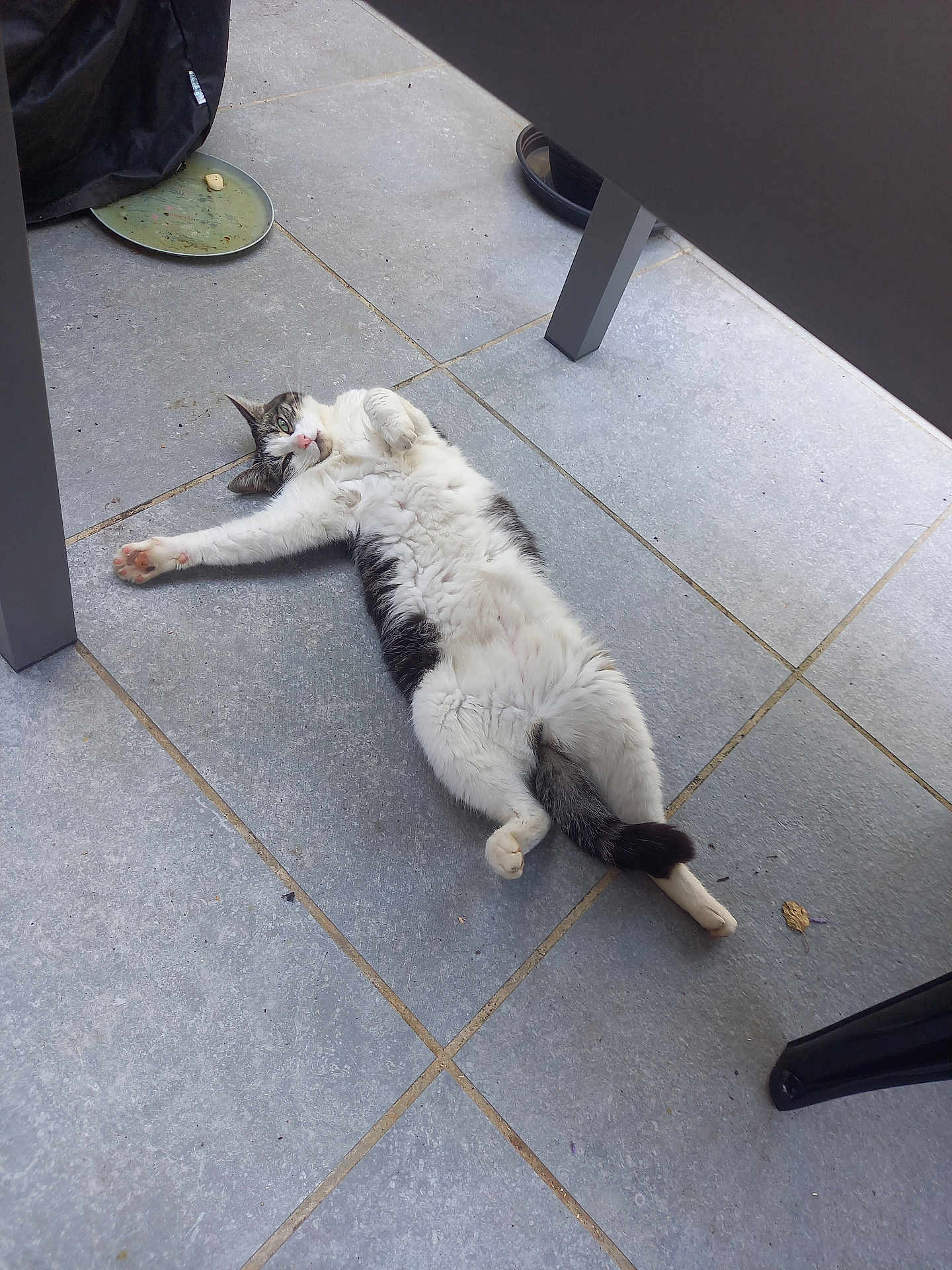 Dor participe au concours pour gagner de l'argent avec cette photo : cat, animal, pet, indoor, floor, tile, relaxed, stretching, white, gray, black, paw, fur, tail, face, whiskers, outdoor_furniture, plate, ground, resting