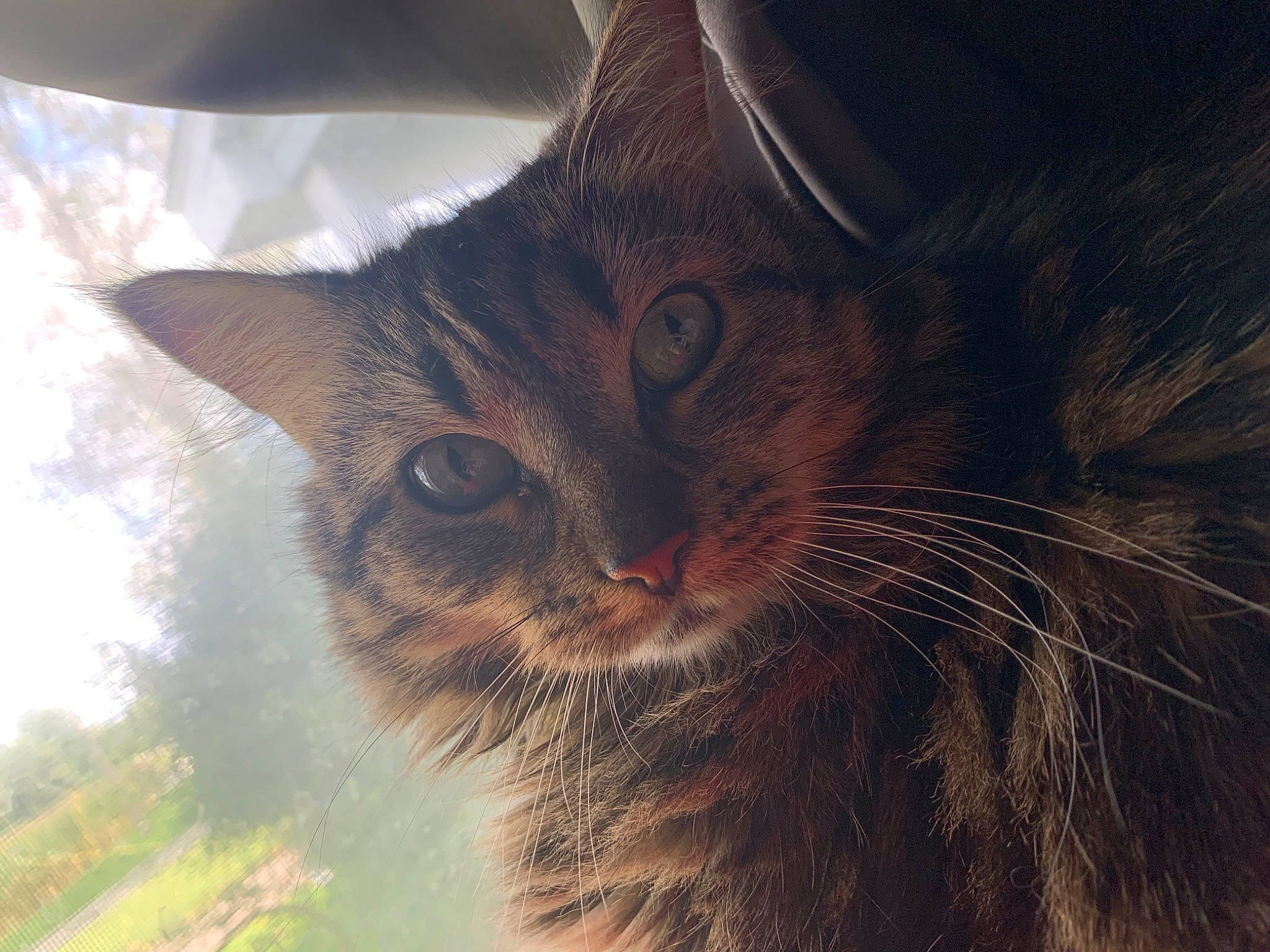 Chippy joined the competition — help win amazing prizes! carnivore, cat, domestic_short_haired_cat, eye, fawn, felidae, fur, grass, plant, sky, small_to_medium_sized_cats, snout, tail, terrestrial_animal, tree, whiskers, wildlife, window, wood