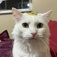 Sunshine joined the competition — help win amazing prizes! cat, white_cat, green_eyes, crown, pet, indoor, window, fur, whiskers, face, animal, cute, feline, portrait, domestic_cat, closeup, household, cozy, pink_nose, fluffy